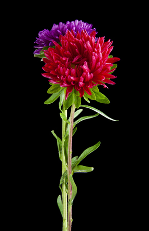 Aster flowers isolated on black backgroundの写真素材