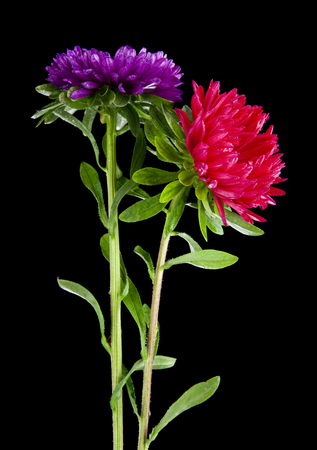 Aster flowers isolated on black backgroundの写真素材