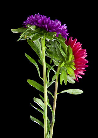 Aster flowers isolated on black backgroundの写真素材