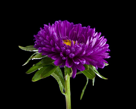 Aster flowers isolated on black backgroundの写真素材