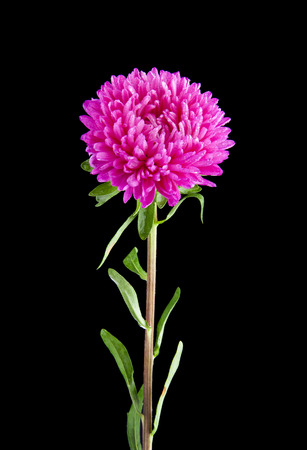 Aster flowers isolated on black backgroundの写真素材