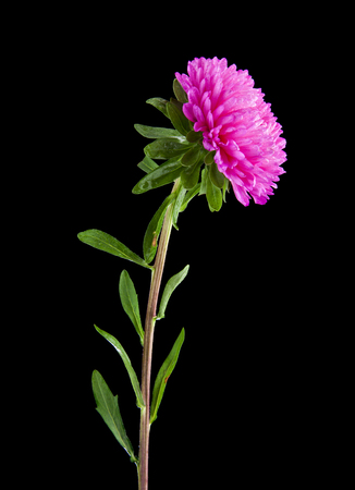 Aster flowers isolated on black backgroundの写真素材