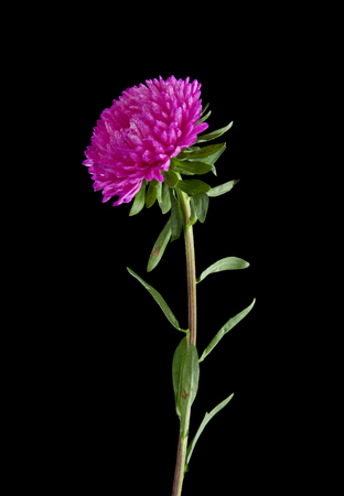 Aster flowers isolated on black backgroundの写真素材