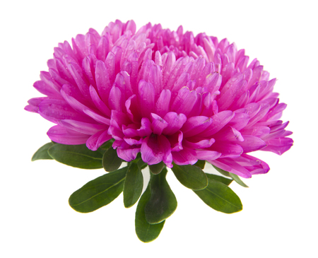 aster flowers isolated on white backgroundの写真素材
