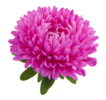 aster flowers isolated on white backgroundの写真素材