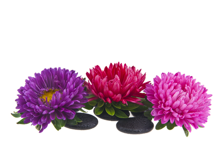 Aster flowers and stones isolated on white backgroundの写真素材