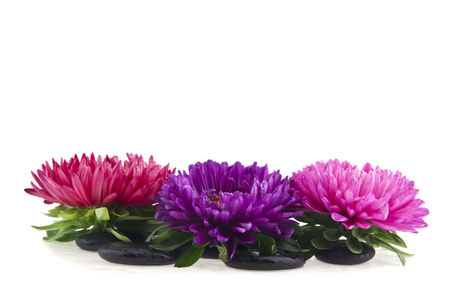 Aster flowers and stones isolated on white backgroundの写真素材