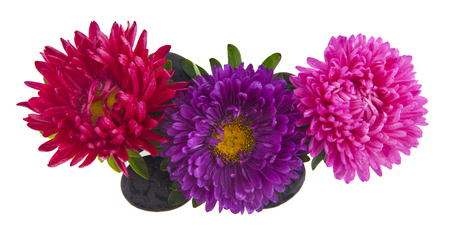Aster flowers and stones isolated on white backgroundの写真素材
