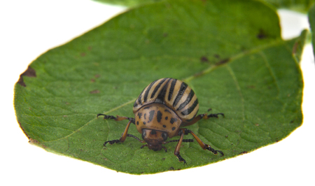 colorado potato bug on green leaf isolated on white backgroundの写真素材