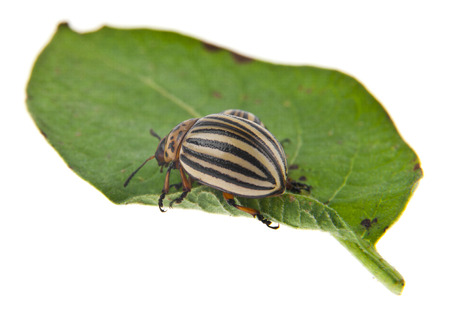 colorado potato bug on green leaf isolated on white backgroundの写真素材