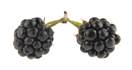 blackberry isolated on white backgroundの写真素材