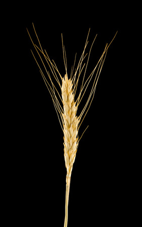 spikelets isolated on black backgroundの写真素材