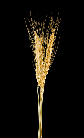 spikelets isolated on black backgroundの写真素材