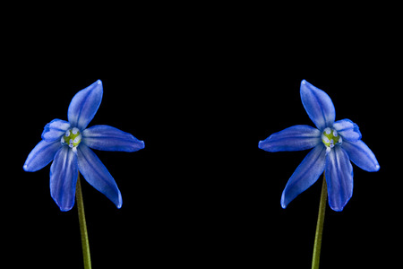 blue snowdrops isolated on black backgroundの写真素材