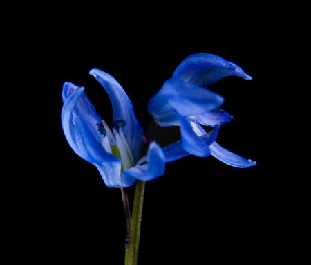 blue snowdrops isolated on black backgroundの写真素材