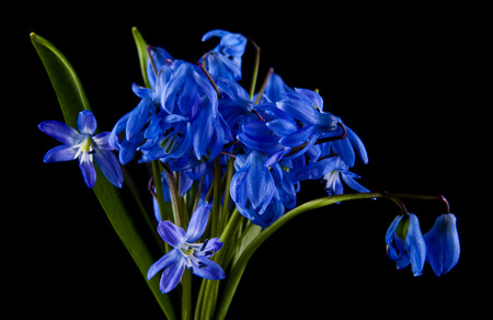 blue snowdrops isolated on black backgroundの写真素材