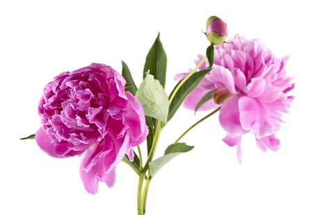 peony flowers isolated on white backgroundの写真素材
