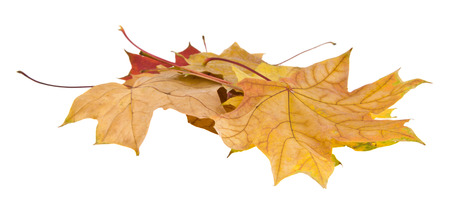autumn leaves isolated on white backgroundの写真素材