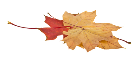 autumn leaves isolated on white backgroundの写真素材