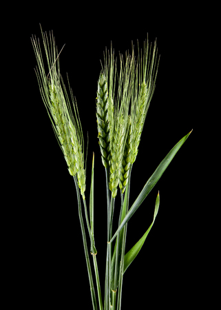 green spikelets isolated on a black backgroundの写真素材