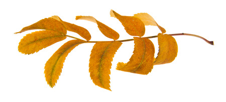 yellow autumn leaves isolated on white backgroundの写真素材