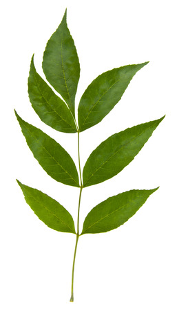 green leaves isolated on white backgroundの写真素材