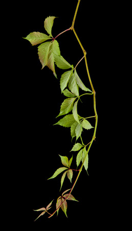 grape leaves isolated on black backgroundの写真素材
