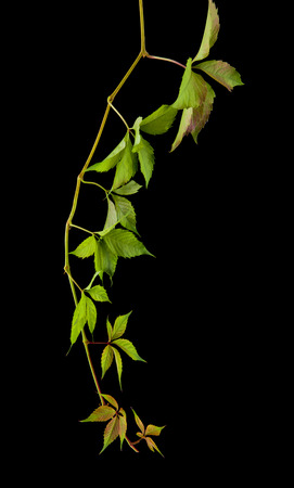 grape leaves isolated on black backgroundの写真素材