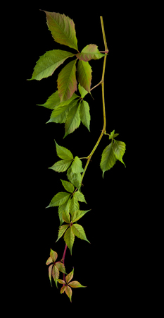 grape leaves isolated on black backgroundの写真素材