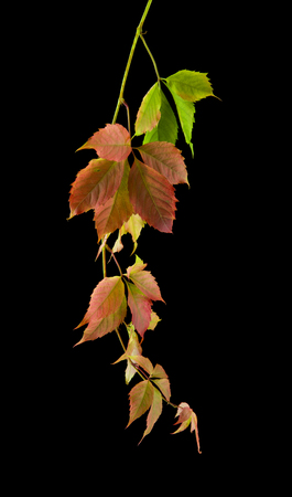 grape leaves isolated on black backgroundの写真素材