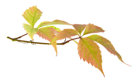 grape leaves isolated on white backgroundの写真素材