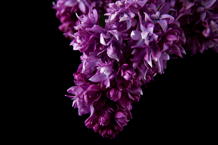lilac flowers isolated on black backgroundの写真素材