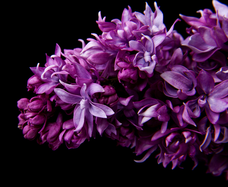 lilac flowers isolated on black backgroundの写真素材