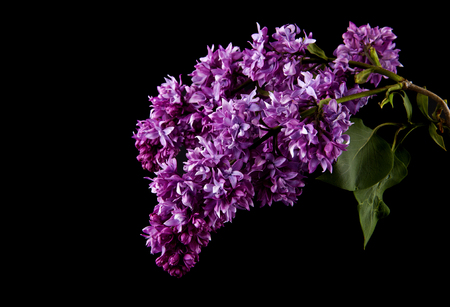 lilac flowers isolated on black backgroundの写真素材