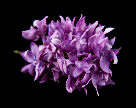 lilac flowers isolated on black backgroundの写真素材