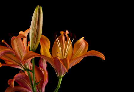 lilies isolated on black backgroundの写真素材