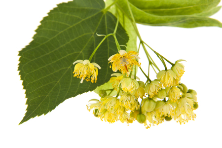 linden flowers isolated on white backgroundの写真素材