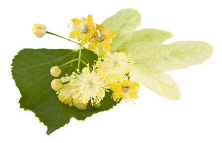linden flowers isolated on white backgroundの写真素材
