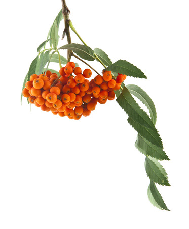rowan berries on a branch isolated on white backgroundの写真素材