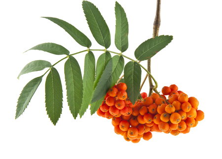 rowan berries on a branch isolated on white backgroundの写真素材