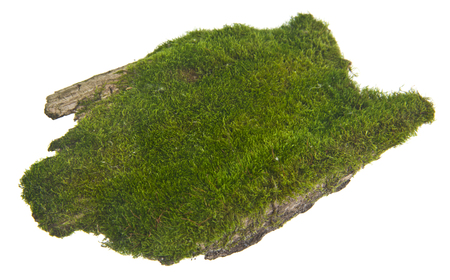 green moss on old board isolated on white backgroundの写真素材