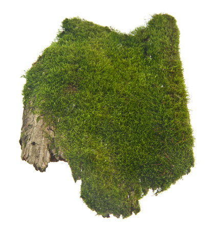 green moss on old board isolated on white backgroundの写真素材