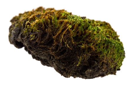moss isolated on white backgroundの写真素材