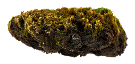 moss isolated on white backgroundの写真素材