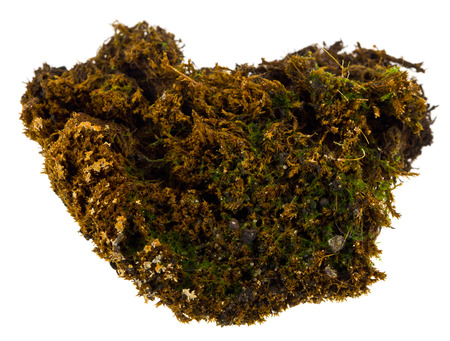 green moss isolated on white backgroundの写真素材