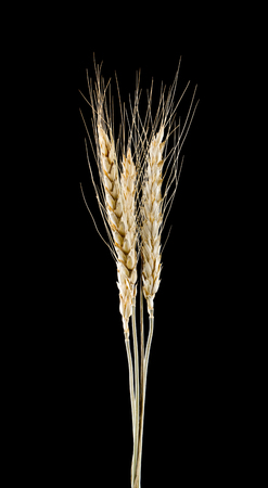 spikelets isolated on black background close up