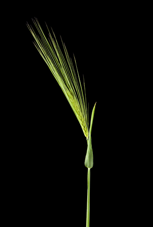green spikelets isolated on black background close upの写真素材
