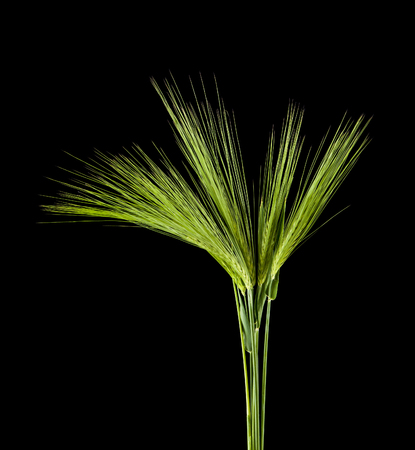 green spikelets isolated on black background close upの写真素材
