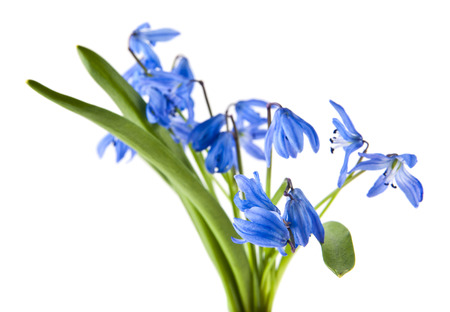 blue scilla isolated on white background close-upの写真素材