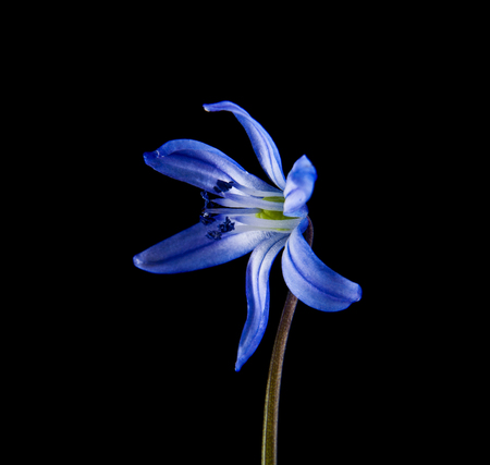 blue scilla isolated on black background close-upの写真素材
